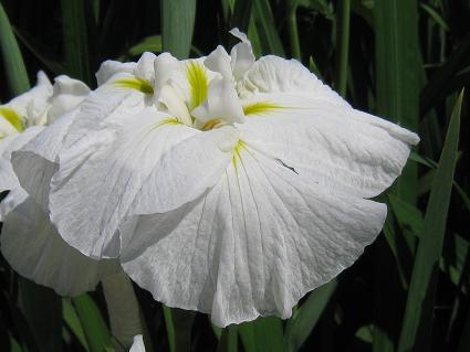 Iris Ensata,'Kimenryu,'ԏҊASʗ