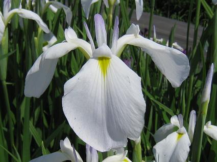 Iris Ensata,'Tsumabeni,'ԏҊA܍g