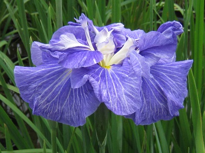 Iris Ensata,Shiokaze,ԏҊA