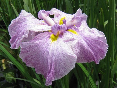 Iris Ensata,Koyo no Mai,ԏҊAgt̕