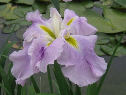 Iris Ensata,'Pink Frost',ԏҊAsNEtXg