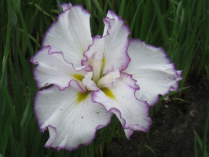 Iris Ensata,'Stippled Ripples',ԏҊAXebvhEbvX