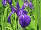 iris,ڎ΂EԏҊ