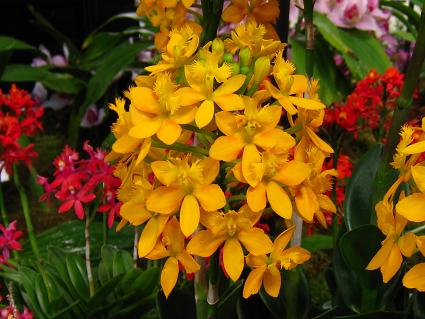 Epidendrum2,GsfhAF