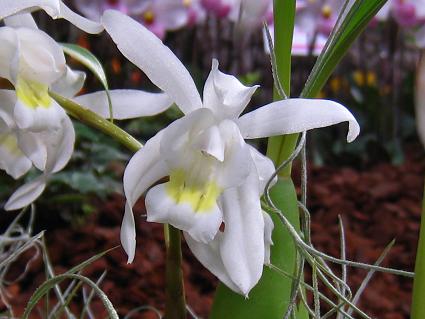 Coelogyne,'Intermedia,'ZWlAC^[fBA