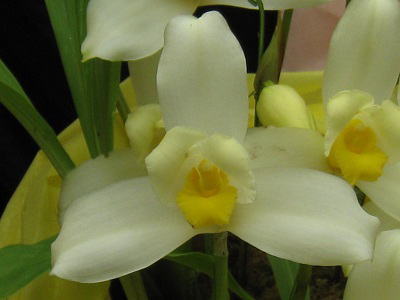 Lycaste,Abou Piyo,JXeAA{EA҂