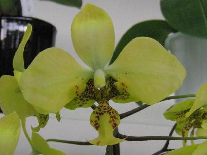 Phalaenopsis,Santiana,Yellow,R`EATeBAiECFE