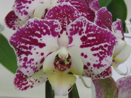 Phalaenopsis,Happy Helo Daigo,R`EAnbsBEwE_CS