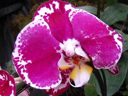 Phalaenopsis,R`EAubNWbNEEI[ibgE@[[