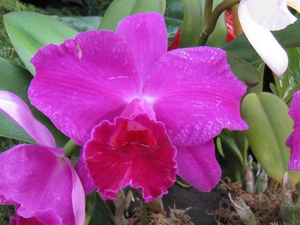 Laeliocattleya,IJgACyAEECNXAm[u