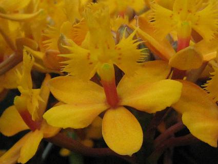 Epidendrum1,GsfhAB[iXsAXAgIW