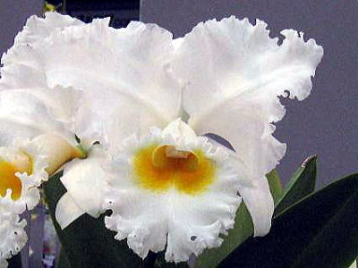  Cattleya,Hawaiian Jewel,Green Hill,JgAnCAWGAOEq