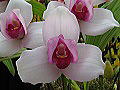 orchid,ڎ̉