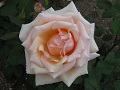 rose,ڎ΂