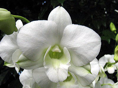 Dendrobium Masako Imperial Majesty the Empress.