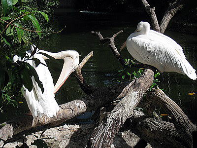 perican in singapore zoo