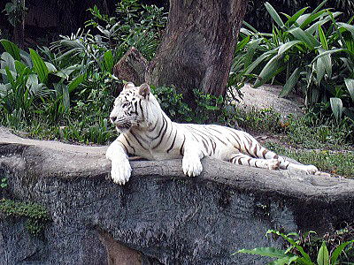white tiger in singapore zoo