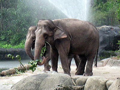 Elephan in singapore zoo 2