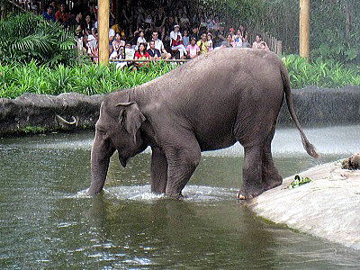 elephant in singapore zoo