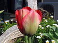 tulip,ڎ[